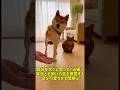 自分を犬だと思っている猫？柴犬とお揃いの芸を披露する姿が可愛すぎて悶絶ｗ#猫 #猫のいる暮らし #cat #猫 #猫のいる暮らし #adorably #ねこ #ショート動画 #大型犬のいる生活 #子猫