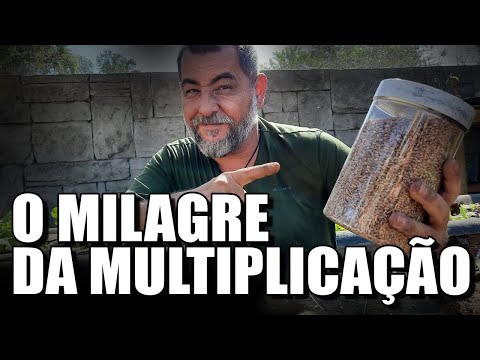 TRIGO : COMO PLANTAR PÃO EM CASA | NOSSA JORNADA DO GRÃO AO PÃO | HOMESTEAD & OFFGRID