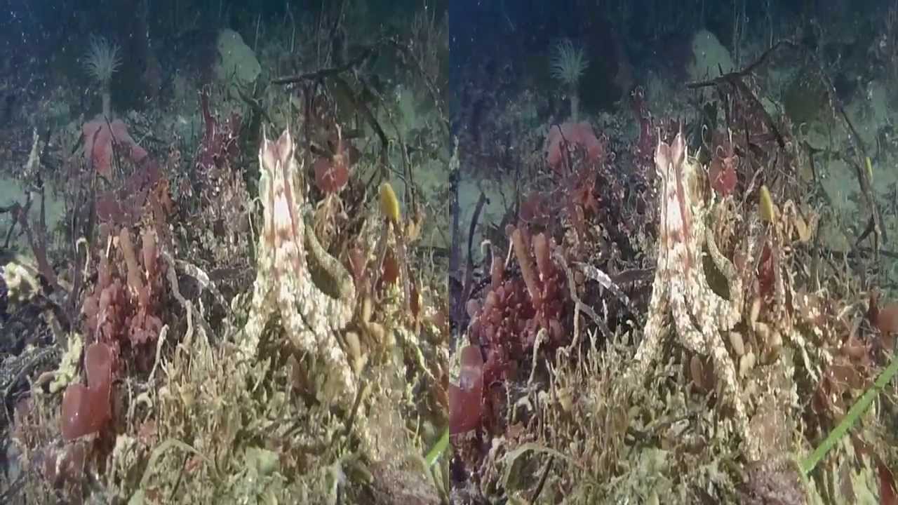 Dive 351: A rainy day at the Metridium Fields