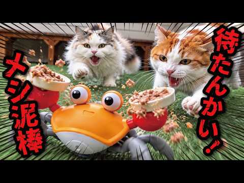 The result of putting cat food on a scurrying crab toy...