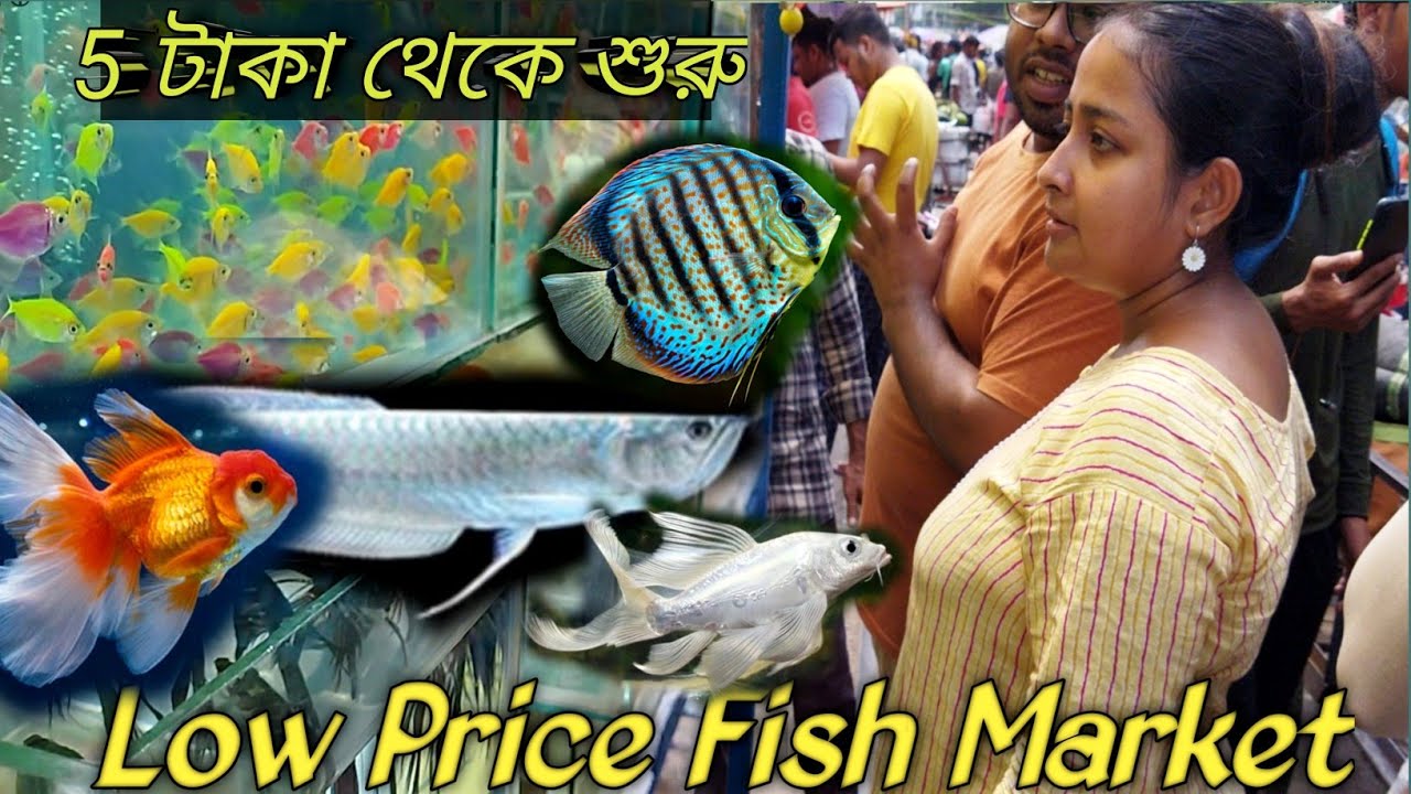 GALIFF STREET FISH MARKET KOLKATA । RECENT AQUARIUM FISH PRICE UPDATE । SUNDAY OPEN ।Visit 2023