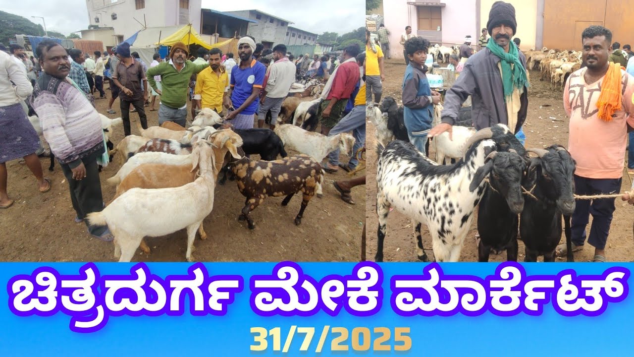 ಚಿತ್ರದುರ್ಗ ಮೇಕೆ ಮಾರ್ಕೆಟ್ Chitradurga Goat Market 31/7/2025