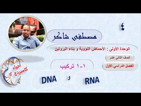الدرس الأول جزء 4 تركيب DNA و RNA (الحمض النووي) أحياء كامبردج 12 الفصل الدراسي الأول