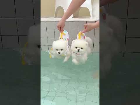 Prepare for Cuteness Overload! Joy Play Puppy Compilation  #animalshorts #trynottolaugh #animals