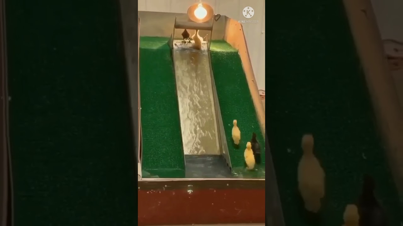 playing ducks || play time