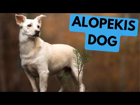 Alopekis Dog - TOP 10 Interesting Facts