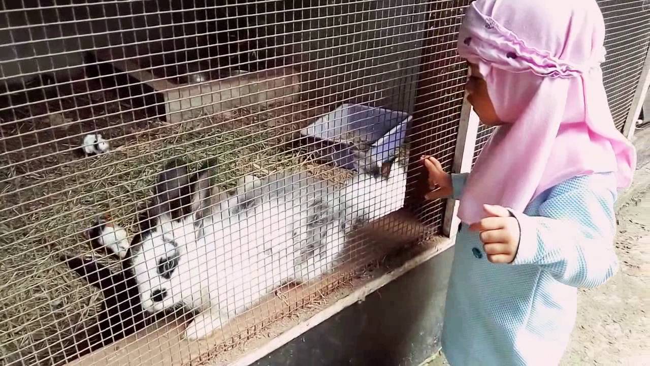 Wisata Anak Ke Kebon Binatang Kadungora Garut Youtube Wisata Anak Ke Kebon Binatang Kadungora Garut Youtube