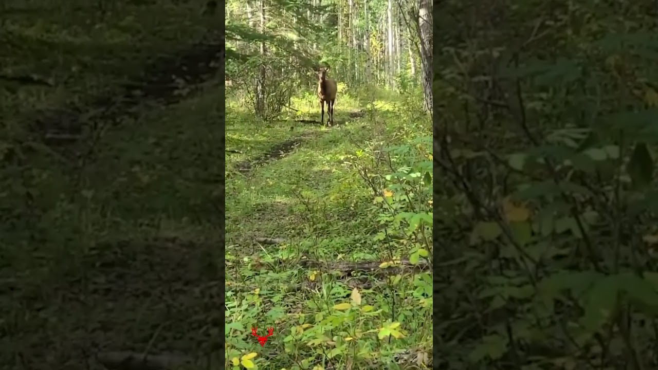 Frontal Archery shots are lethal || Elk Hunting Archery Hunting Video Killshot 