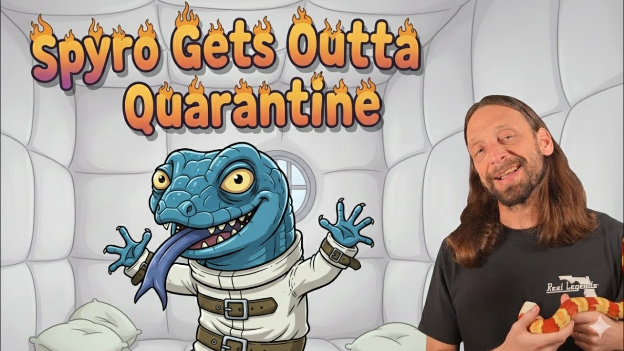 Спайро выбрался из карантина🦎