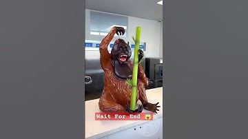 Chocolate Orangutan! 🦧 This is the first voice-over video of one my creations. #amauryguichon