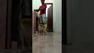 Kucing Mau Makan Gak Sabar Sampai Celana Di Plorotin