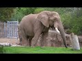 Addo National Park video - (Elephants; Lions; Buffalos; Kudu and many other wildlife)