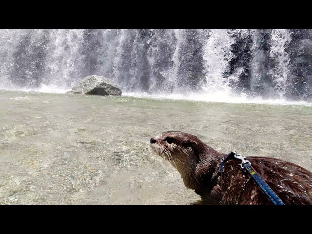 After a long day on the river, swooning in the arms of beautiful ladies [Otter life Day 305]