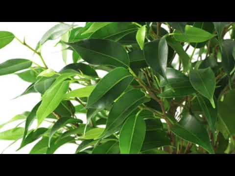 Ficus Benjamina Natasja | Cuidados y Consejos