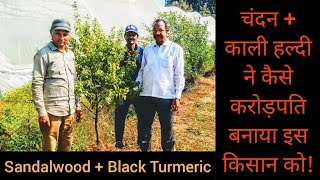 चंदन और काली हल्दी ने कैसे करोड़पति बनाया इस किसान को || Black Turmeric + Sandalwood Plantation