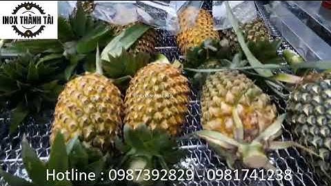 máy rửa trái thơm , băng tải rửa trái cây công nghiệp công suất lớn