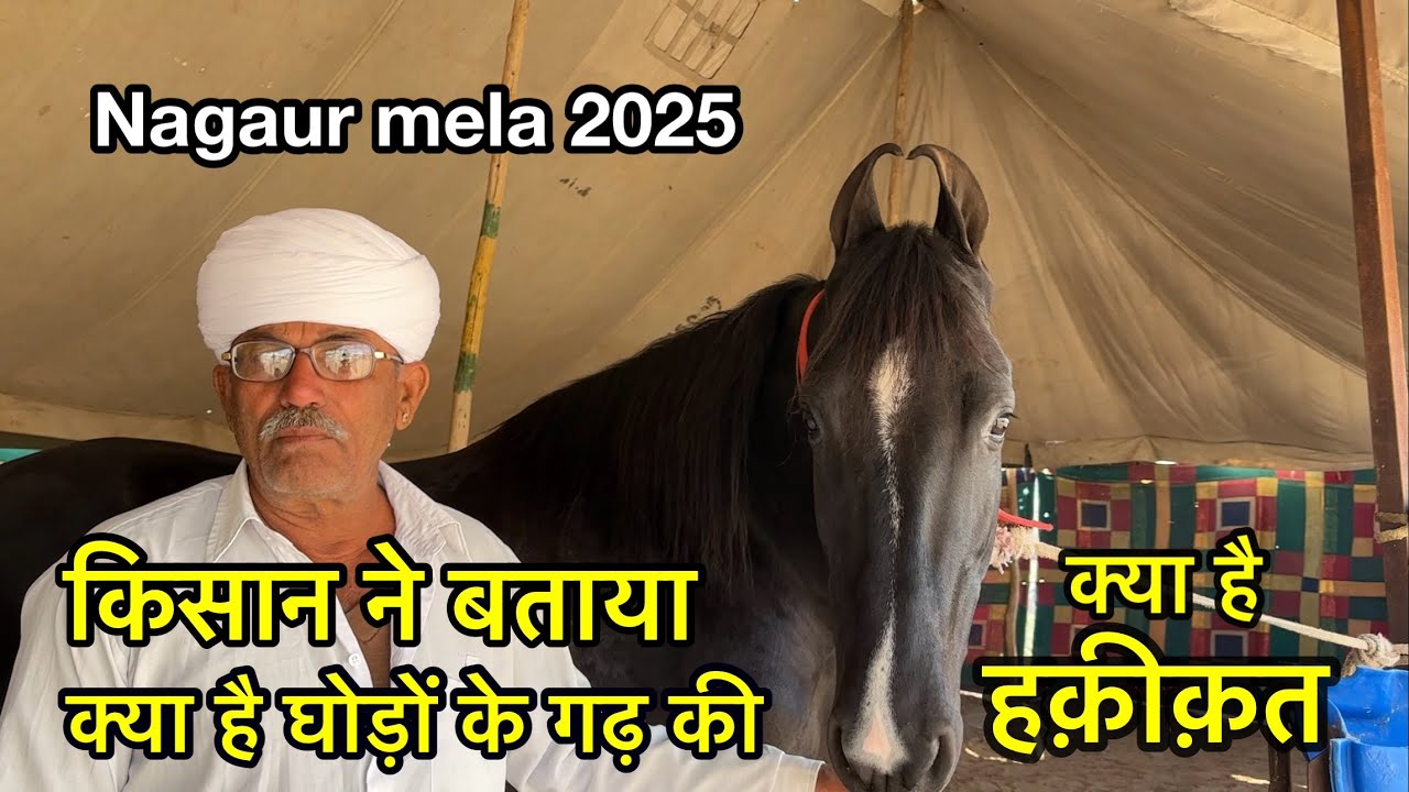 किसान ने बताया अब कहाँ है घोड़े का गढ़ | Nagaur pashu mela 2025 | horse market Rajasthan