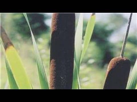 ვიდეო: Cattail Seed Saving - რჩევები კატის კუდის თესლის დარგვისთვის შეგროვების შესახებ