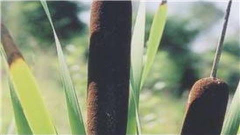 Gardening From Seeds : How to Plant Cattail Seeds