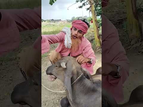 Papa ka tamasa 😱😱 #trendingshorts #youtubeshorts #comedy #viralshorts #funny #shorts #relatable