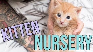 Kitten Nursery in Austin, TX!