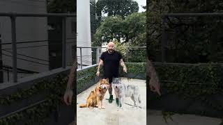 Qual dessas Lobas  é IA? 🐺🎶 Corre pro site da Nio e consulte a disponibilidade na sua casa!