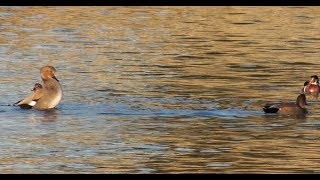 Gadwall Courtship and Display