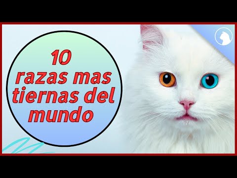 Descubre las 10 razas de gatos más adorables del mundo 😻 hqdefault