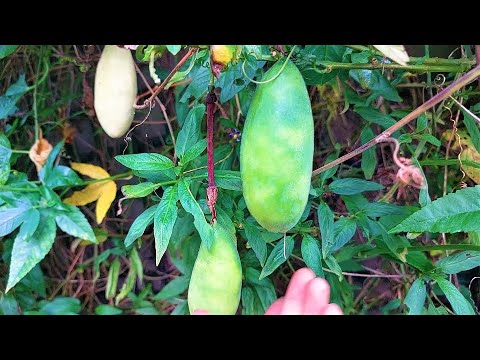 Vídeo: Fruit Drop em amoreiras - Fixação de frutas maduras e prematuras de amoreiras