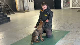 German Shepherd Kendrick 13 weeks old Elite k9 candidate