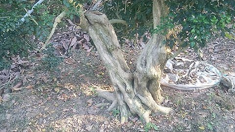 Những Cây Phôi Bonsai Khủng Vườn Nguyệt Quế Tiền Giang