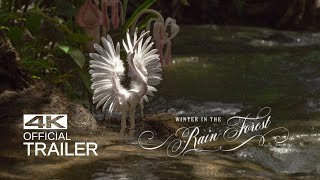 Watch Winter In The Rainforest Trailer