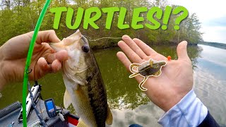 Catching Bass On TURTLES!