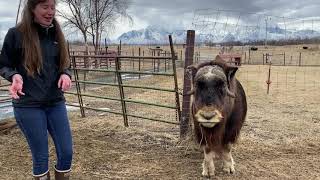 Meet A Musk Ox Monday: Medusa