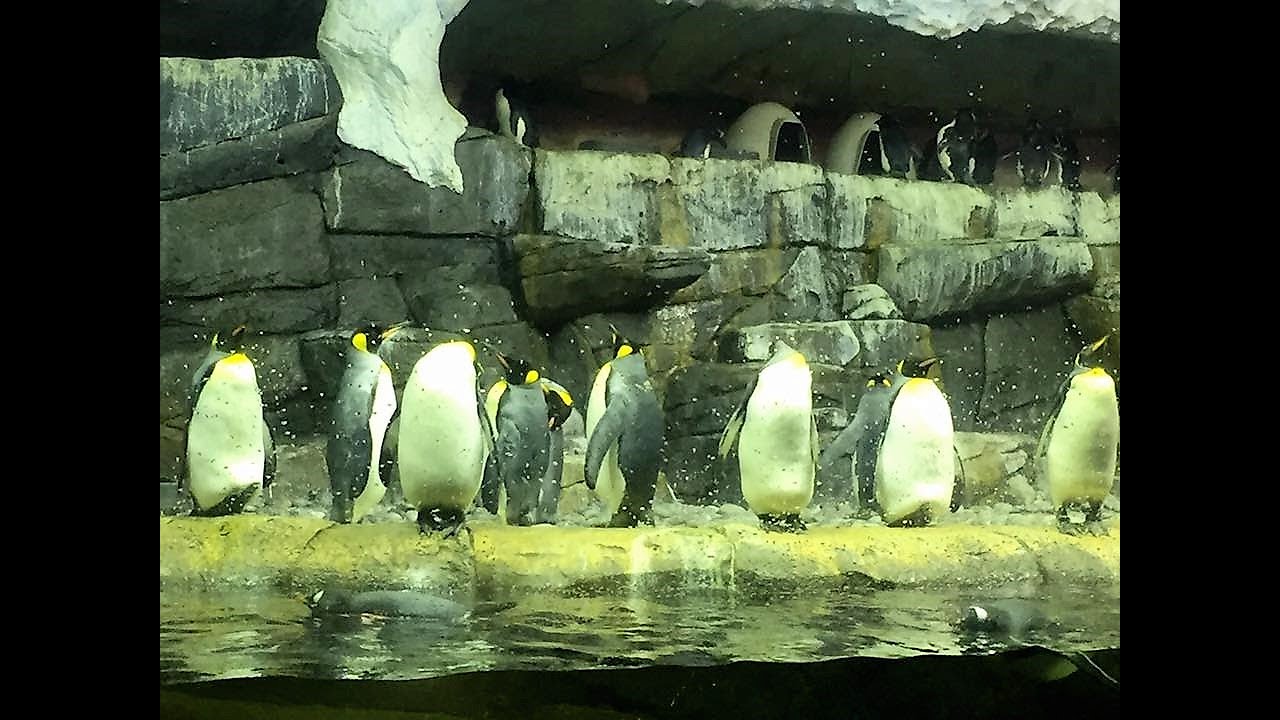 Newport Aquarium, Newport Kentucky YouTube