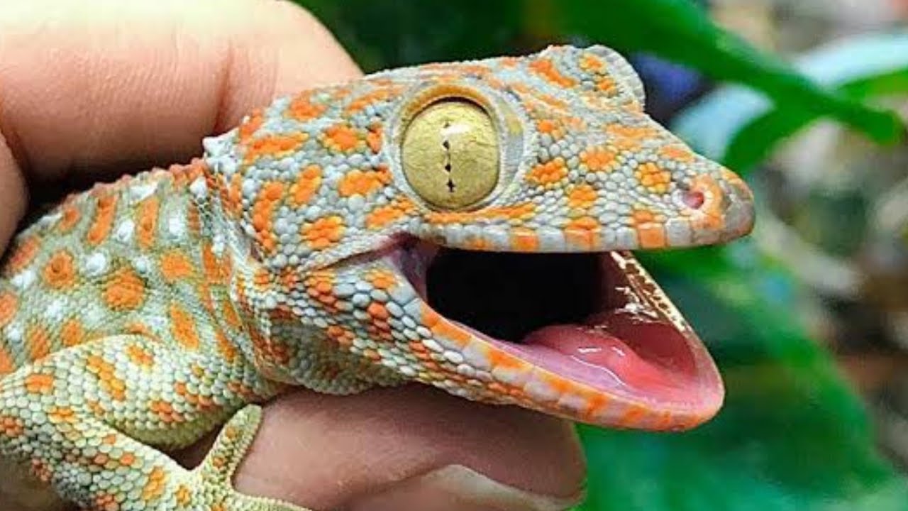are tokay geckos good pets leopard gecko Lizard YouTube