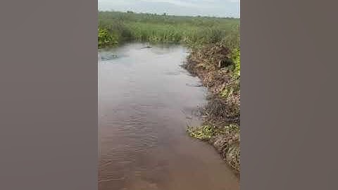 Flood Mitigation 2024 Clearing (or Dredging) of Opa Aro river ways - V0082 #FloodMitigation