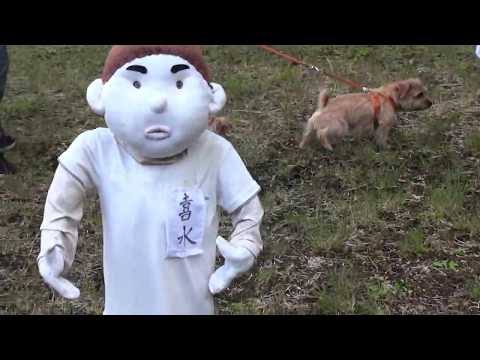 【ノーフォークテリア】人が集まってたから行ってみた