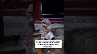 #эндокринолог #гормоны #гормональныйсбой #гормональныйфон #приколы #снижениестресса #гормон