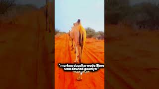 markuu duudka wada simo waa dawlad gooniy❤️?#youtubeshorts #shorts #geel #somalia #miyiga #barwaaqo