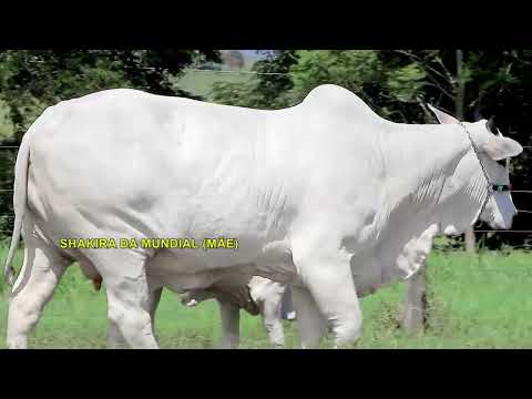 LOTE 06   CAPITU DA MUNDIAL   MUN 5248 zap