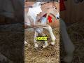 This Horse Foal Couldn’t Walk | #viral #facts #tranding