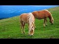 Haflingers The Charming Horses With A Heart Of Gold B4uwild mp3