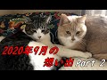 【猫日記こむぎ＆だいず】2020年9月の想い出 Part2