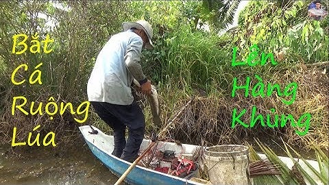 Bắt cá mô hình ruộng lúa toàn cá khủng Phần 2 | catch fish in vietnam