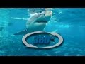 360° Shark Cage Dive with Calypso Star