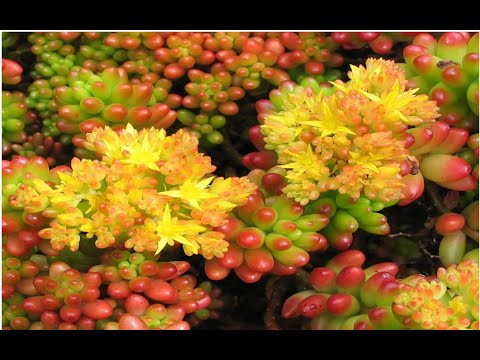 Jelly Bean Plant (Sedum Pacchyphyllum) – Growing and Care Tips