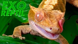 Exo Reptil - Gecko Crestado Alimentándose