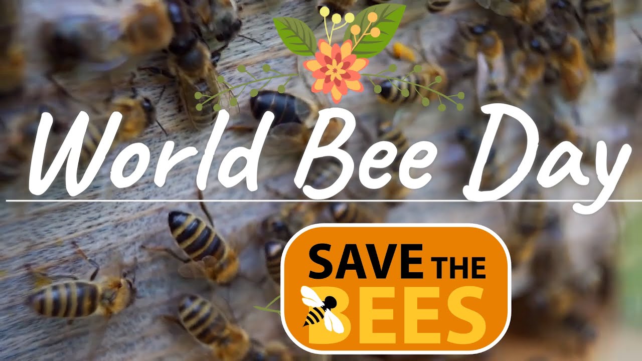 World Bee Day 22 For Kids Miss Ellis Savethebees Youtube