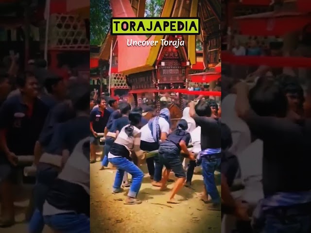 Upacara Pemakaman Rambu Solo di Toraja #shorts #torajapedia #budayatoraja #torajaunik class=